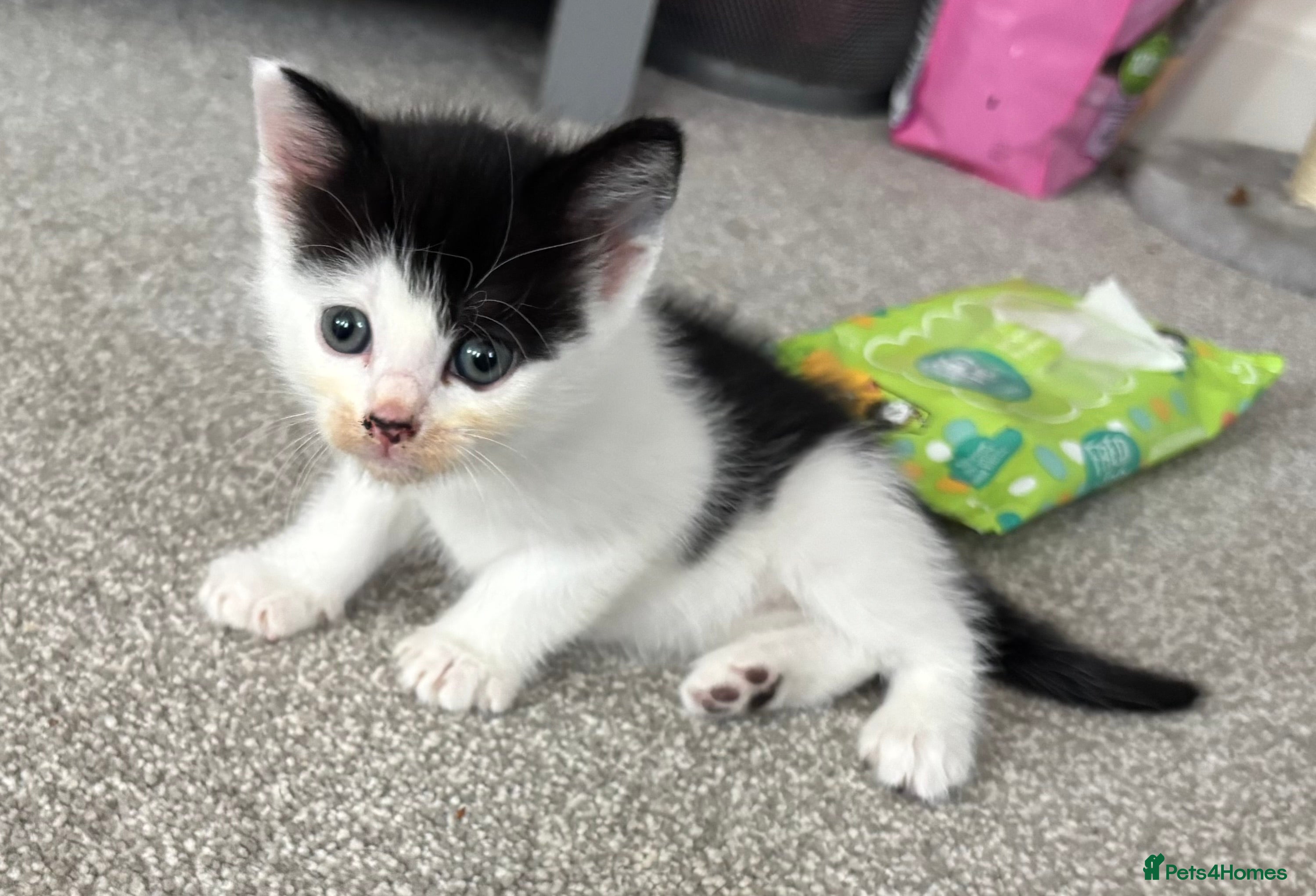 Mixed Breed cats 2 Beautiful boy kitten - Advert 2