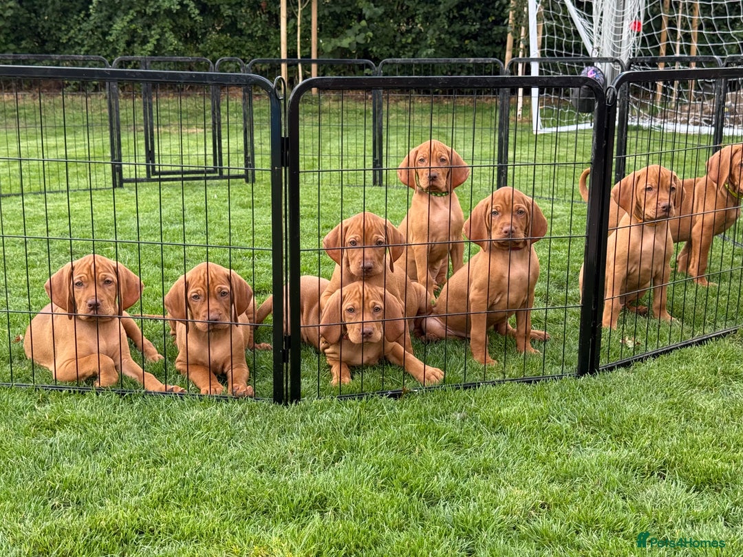 Hungarian Vizsla dogs for sale: Hungarian Vizsla Puppies in Melton Mowbray - Image 16
