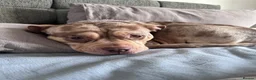 American Bully dogs for sale: Pocket bully  in Nottingham - Advert 1