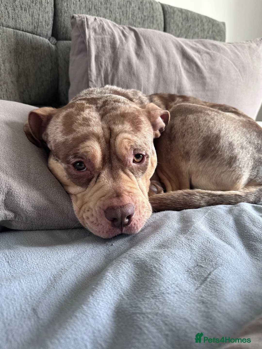 American Bully dogs for sale: Pocket bully  in Nottingham - Advert 1