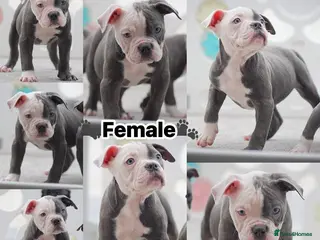 Old Tyme Bulldog dogs 23 years 5⭐️Rated Licensed professionals - Advert 1