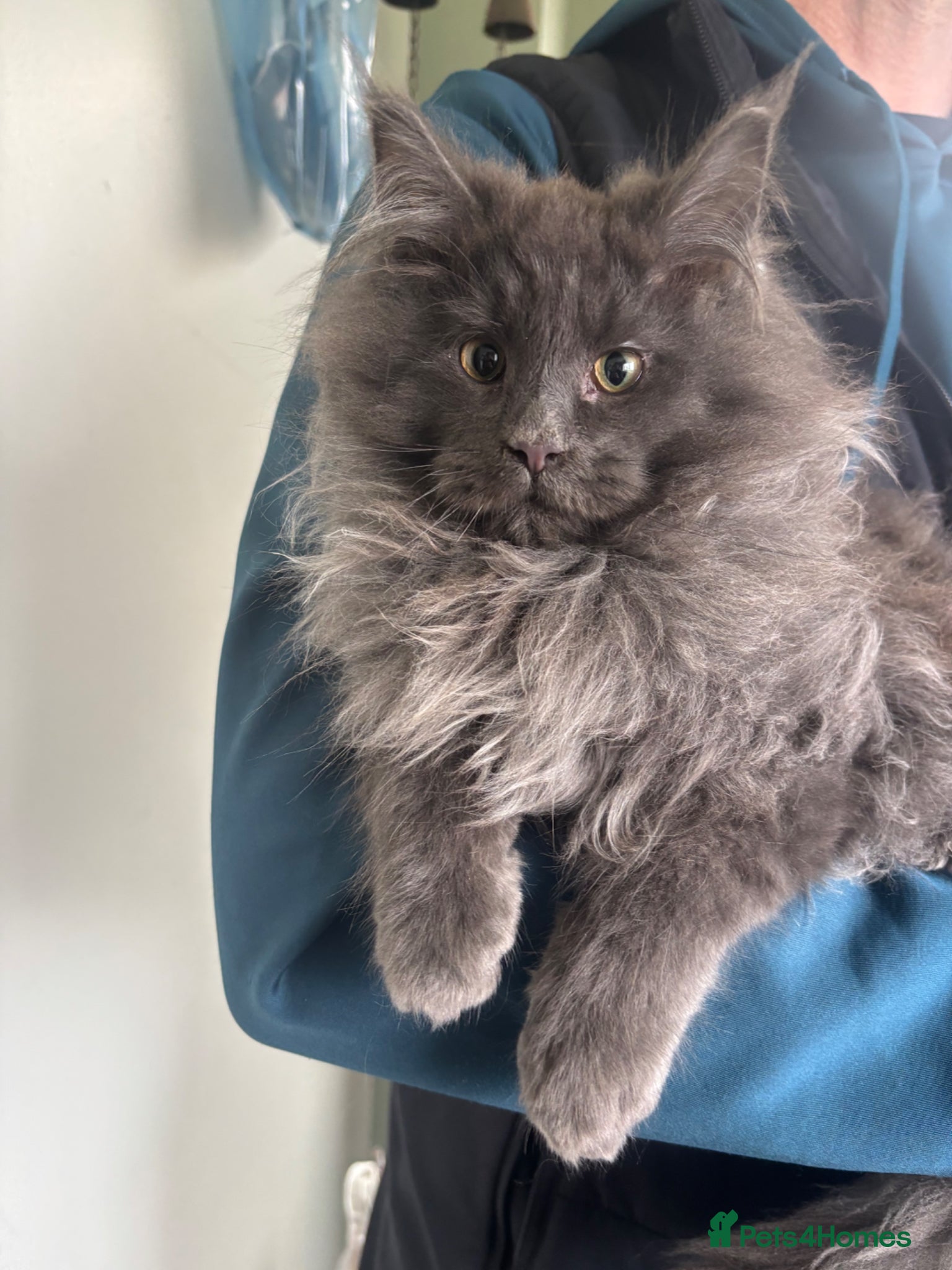 Maine Coon cats Stunning pedigree Maine coon kittens - Advert 2