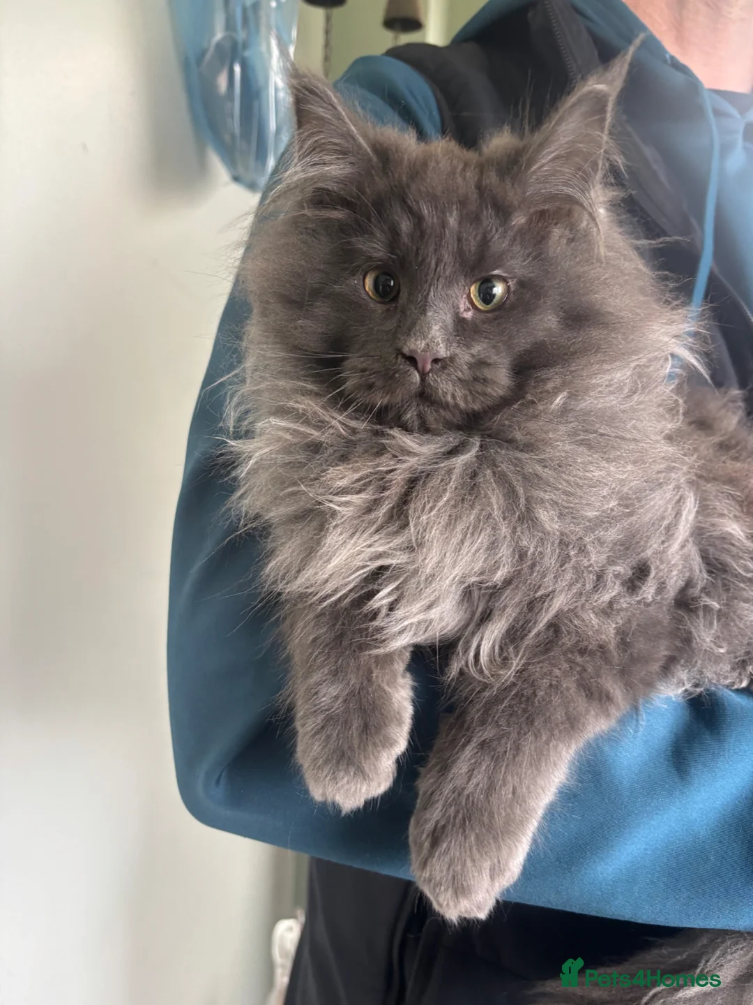 Maine Coon cats for sale: Stunning pedigree Maine coon kittens - Advert 2