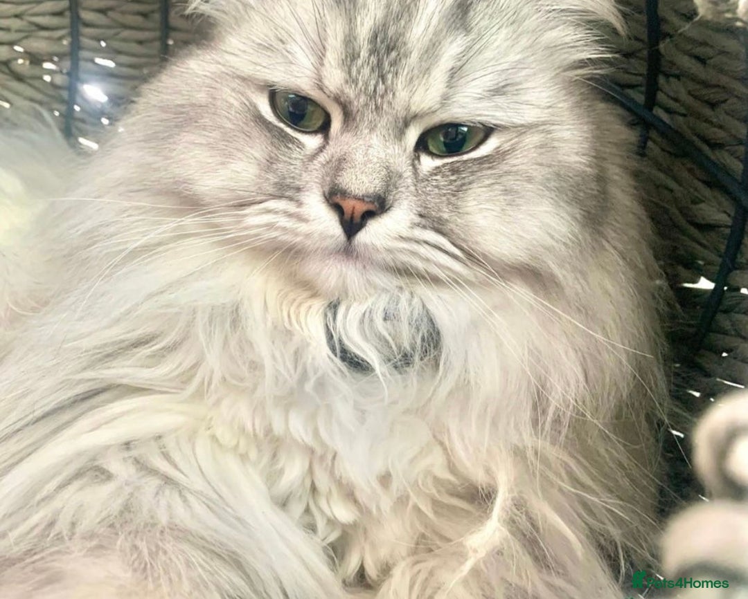 Persian cats for sale: PERSIAN-RAGDOLL OR “PERDOLL” KITTENS - Advert 8