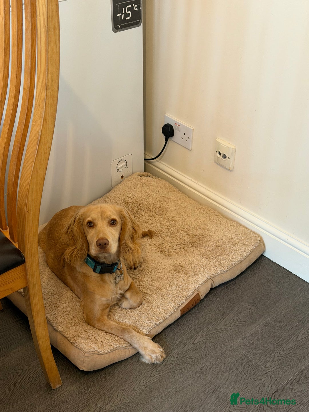 American Cocker Spaniel dogs for sale: Cocker spaniel - Advert 1