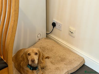 American Cocker Spaniel dogs Cocker spaniel - Advert 14