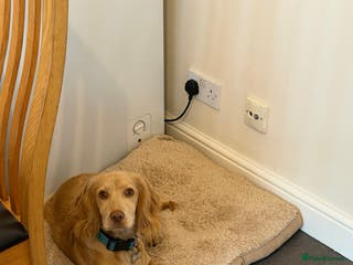 American Cocker Spaniel dogs Cocker spaniel - Advert 1