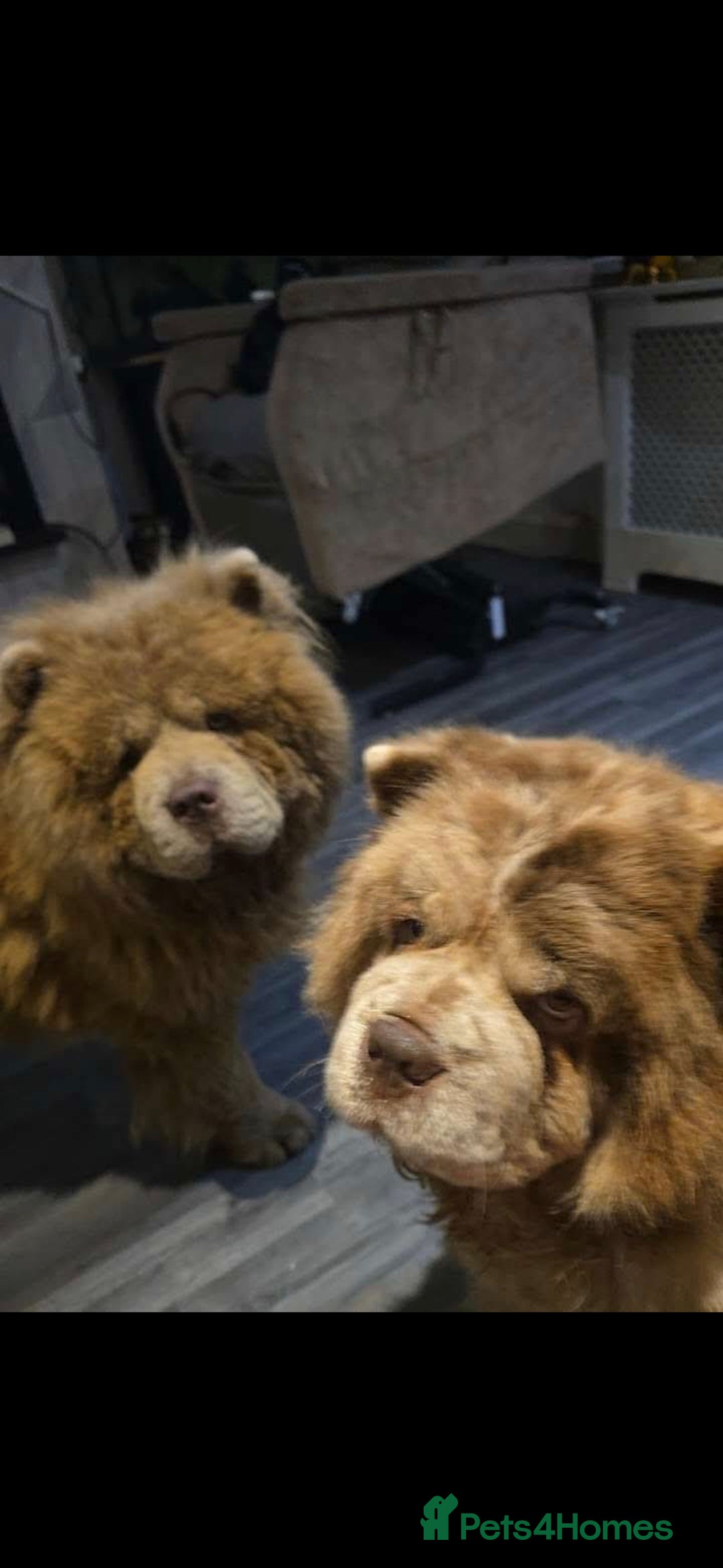 Chow Chow dogs for sale: Chow Chow Male Puppy Kc Reg - Advert 6