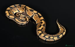 Python Snake reptiles for sale: Royal pythons/ball pythons  - Image 15
