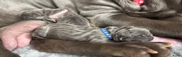 Neapolitan Mastiff dogs for sale: Neapolitan mastiff puppies 1 girl grey/1 boy grey  - Advert 8