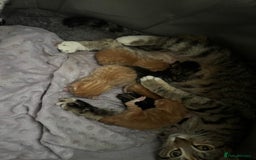 Bengal cats for sale: 5 kittens - 4 ginger and 1 galaxy - Image 8
