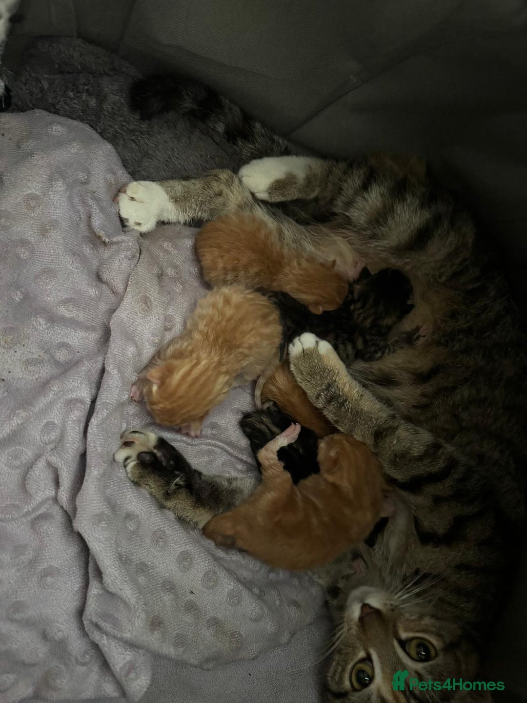 Bengal cats for sale: 5 kittens - 4 ginger and 1 galaxy - Image 8