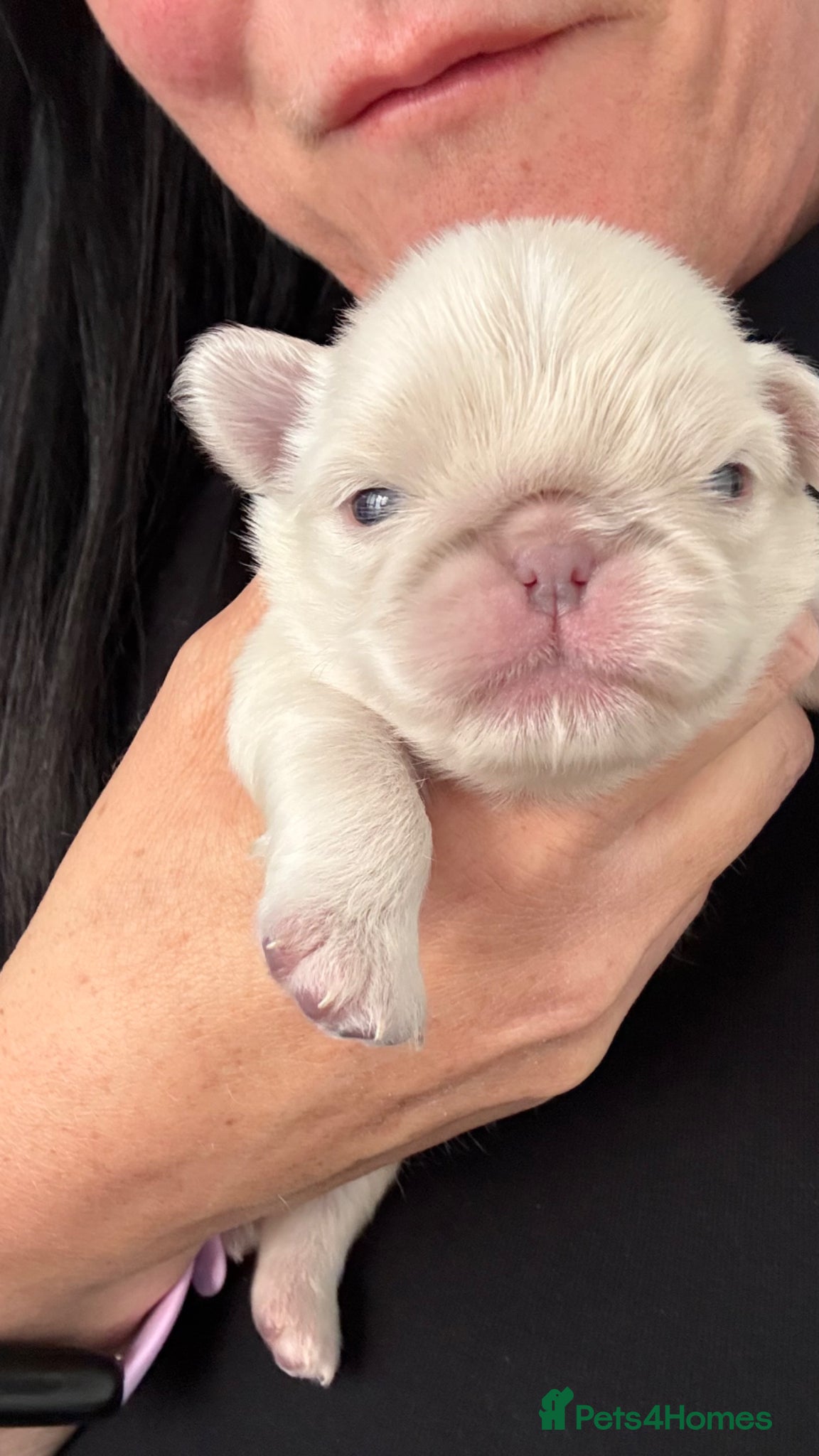 Pug dogs Last little pug puppy  - Advert 6