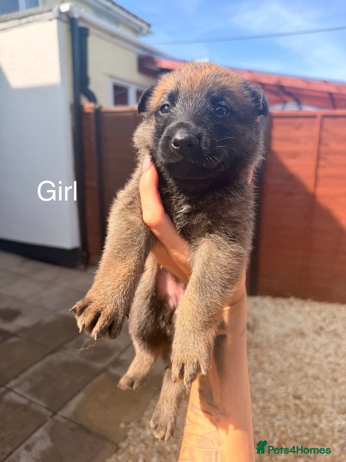 Belgian Shepherd Dog dogs Belgium malanois puppies  - Advert 5