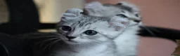 American Curl cats for sale: Pure American curl kittens  - Advert 13