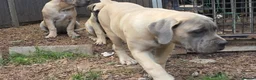 Boerboel dogs for sale: SABBS REGISTERED KENNEL - Advert 9