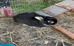 Mixed Breed rabbits for sale: Mixed breed rabbits - Image 5