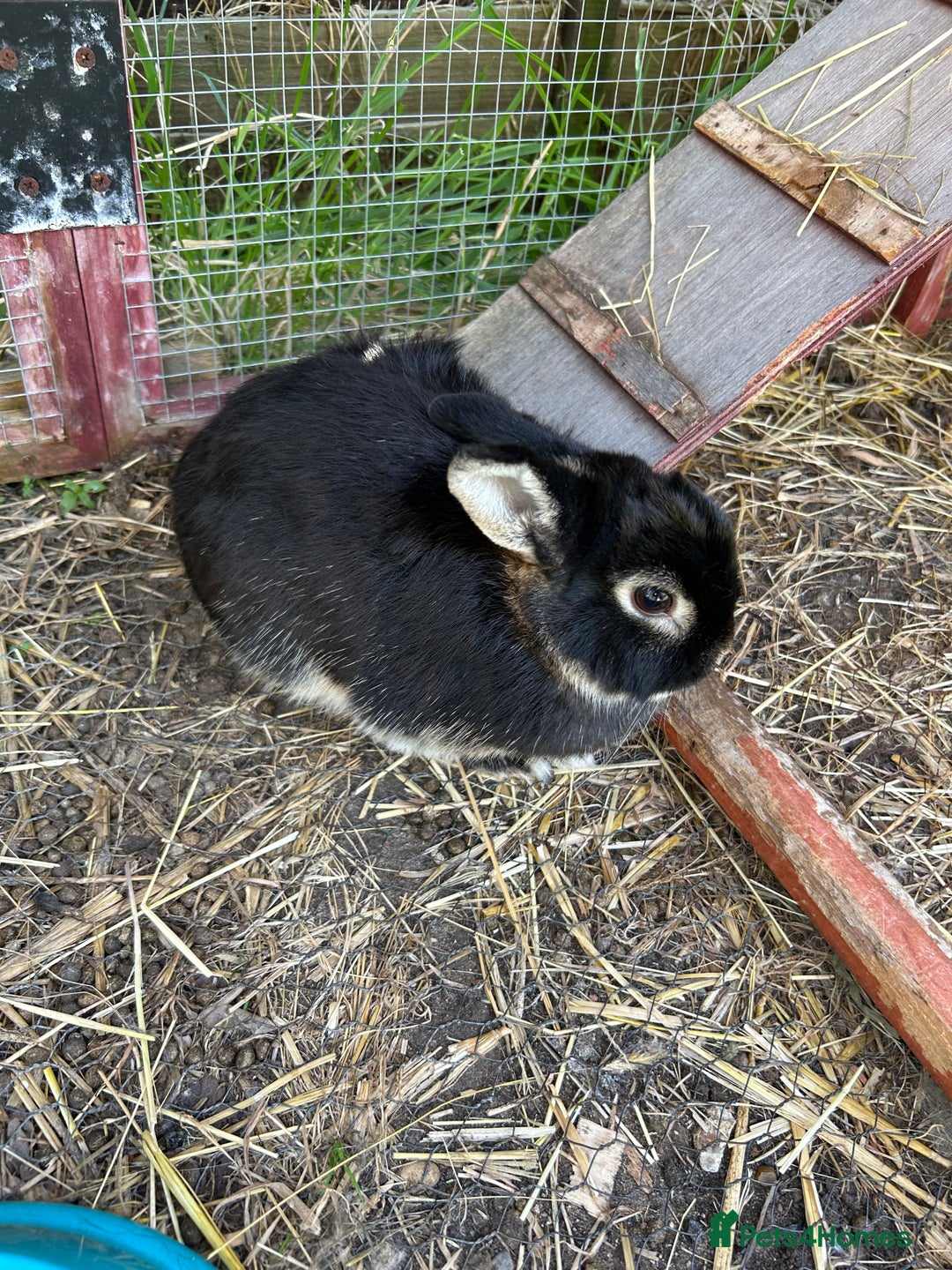 Mixed Breed rabbits for sale: Mixed breed rabbits - Image 5