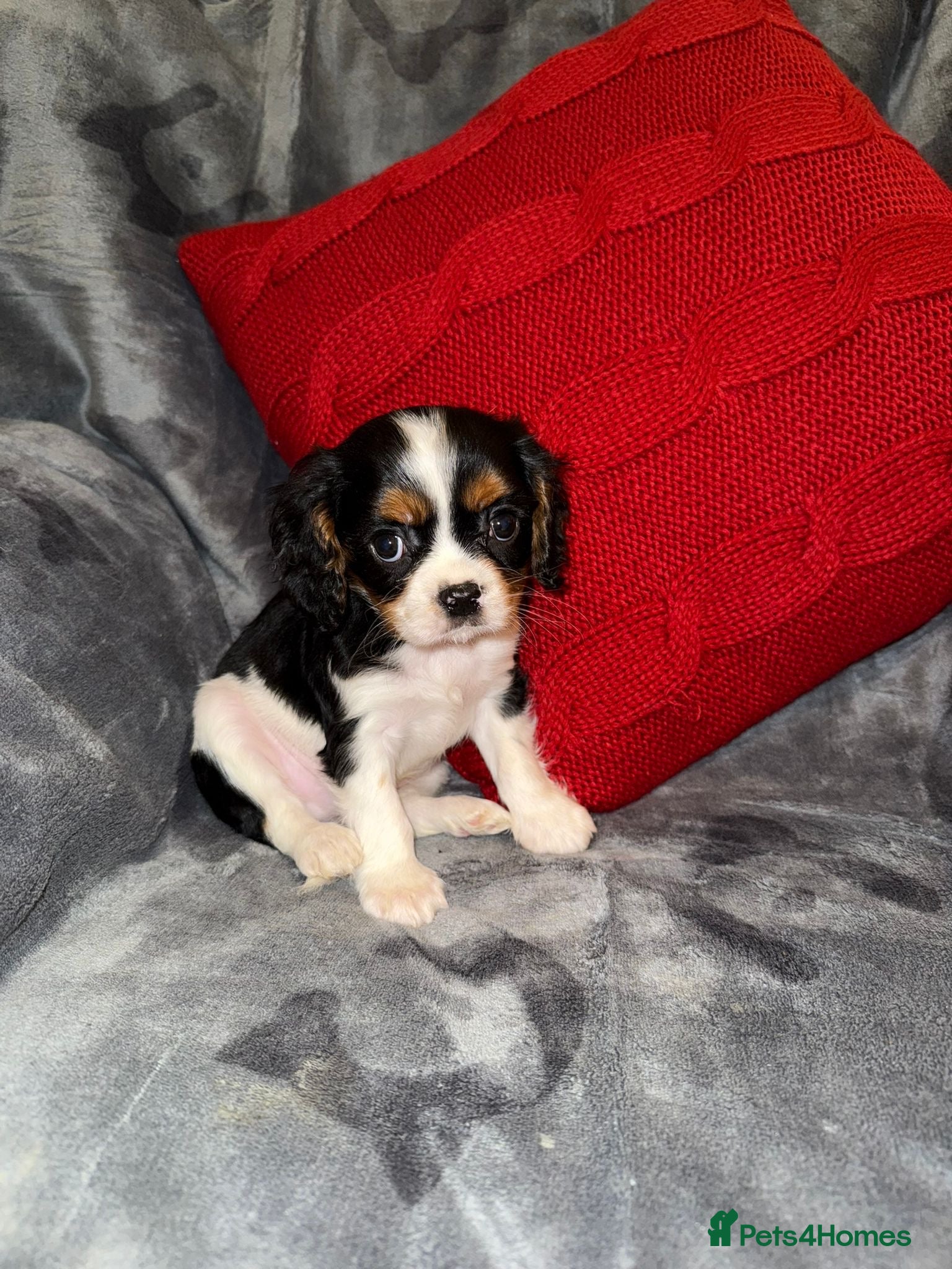 Cavalier King Charles Spaniel dogs Stunning Tri Colour Boys  - Advert 1