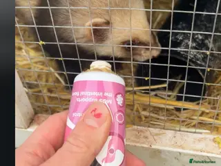 Ferret rodents Beautiful girl ferrets - Advert 1