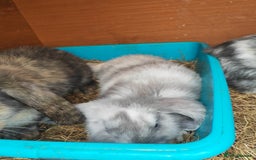 Mini Lop rabbits for sale: British lop babies  - Image 3