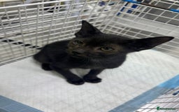 Bombay cats for sale: Little Oreo is looking for a loving home - Image 2