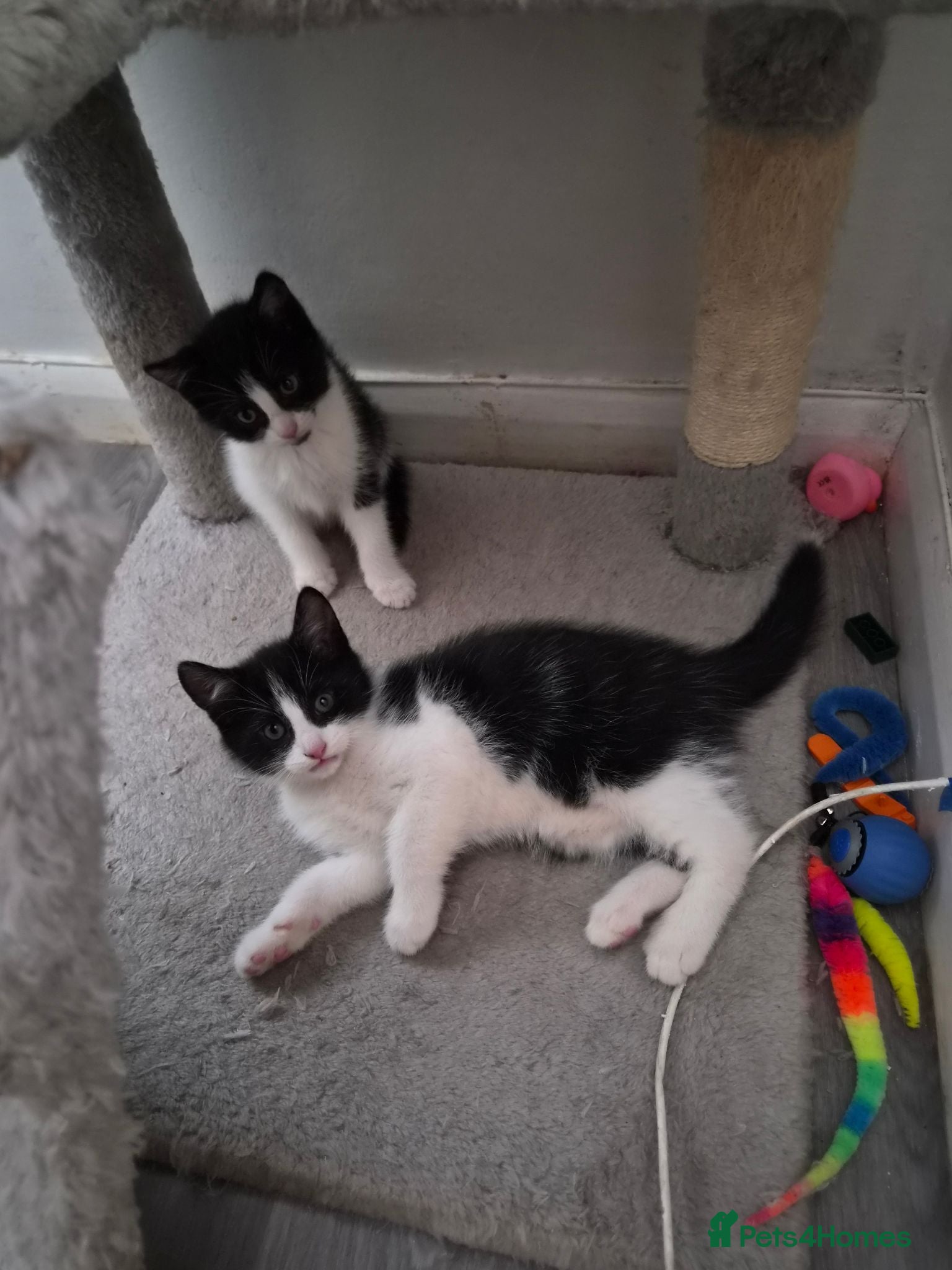 Mixed Breed cats Beautiful Kittens  - Advert 4