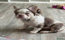 French Bulldog dogs for sale: Fluffy French bulldog for sale - Image 1