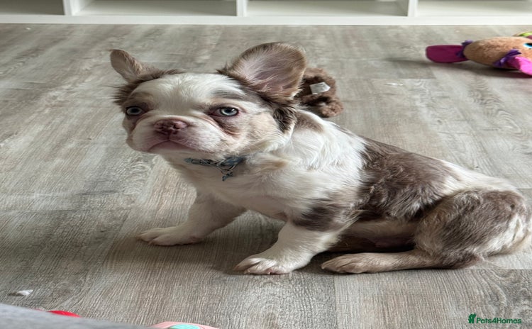 French Bulldog dogs - Advert 5