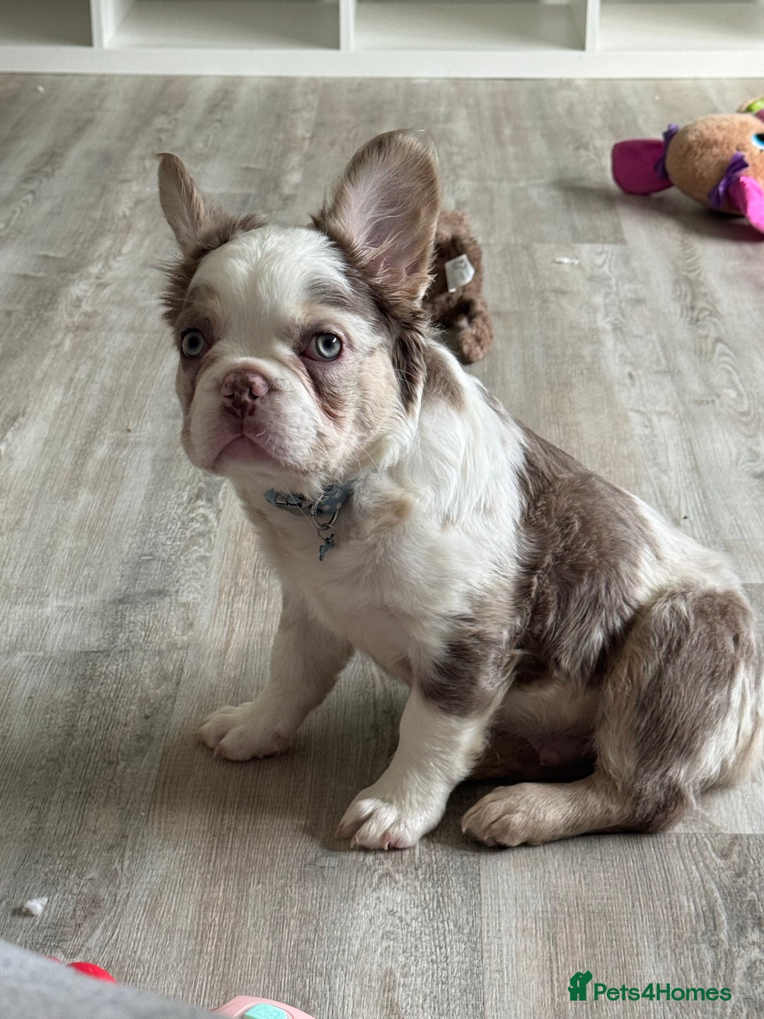 French Bulldog dogs for sale: Fluffy French bulldog for sale - Image 1