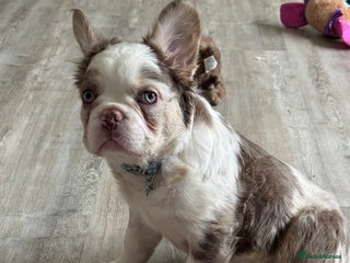 French Bulldog dogs for sale: Fluffy French bulldog for sale - Advert 1