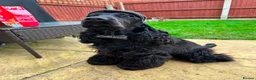 Cocker Spaniel dogs for sale: Beautiful Monzo - Cocker Spaniel looking new home - Advert 2