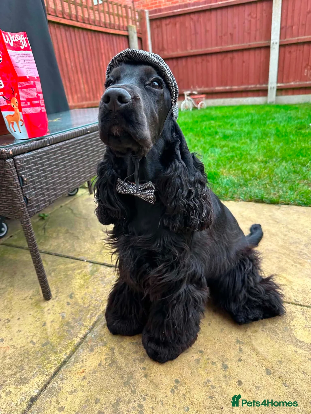 Cocker Spaniel dogs for sale: Beautiful Monzo - Cocker Spaniel looking new home - Advert 2