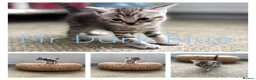 British Shorthair cats for sale: Stunning silver litter in Chatteris - Advert 7