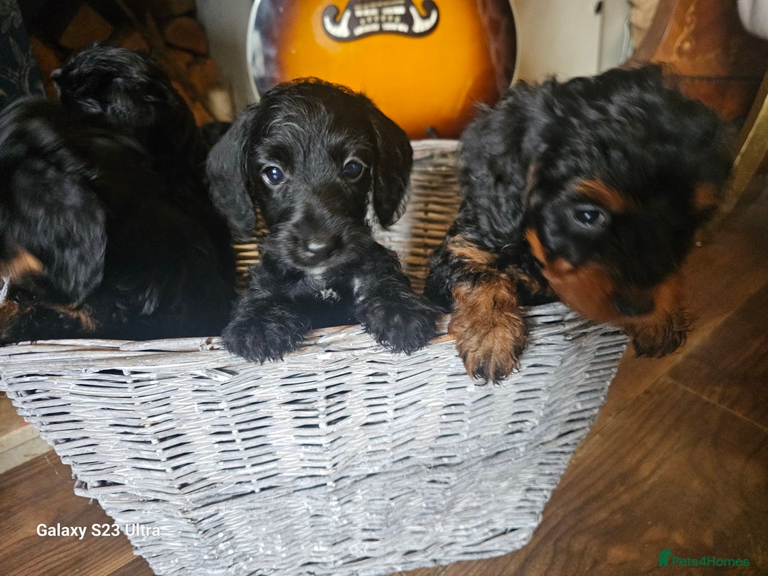 Doxiepoo dogs for sale: Doxipoos puppies mega curly & suited ONLY 2 LEFT  - Image 3