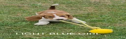 Basset Hound dogs for sale: KC BASSET HOUND PUPPIES  - Advert 20