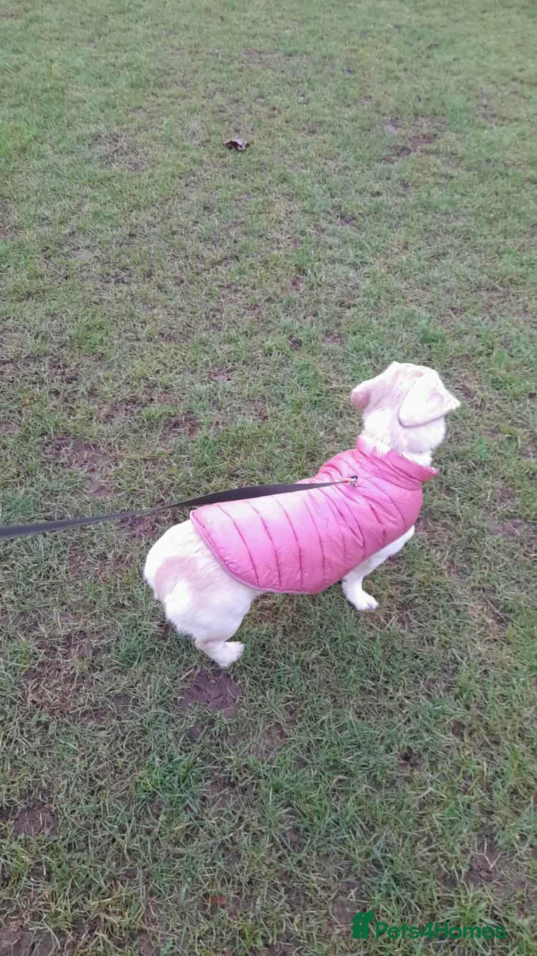 Mixed Breed dogs for adoption: ROXANNE - Advert 17