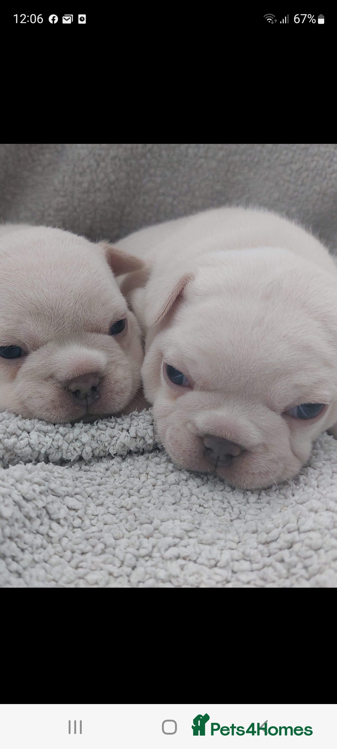 French Bulldog dogs for stud: Top Quality Stud RAMSGATE 🎯🎯 KC registered💣💣  in Ramsgate - Advert 23