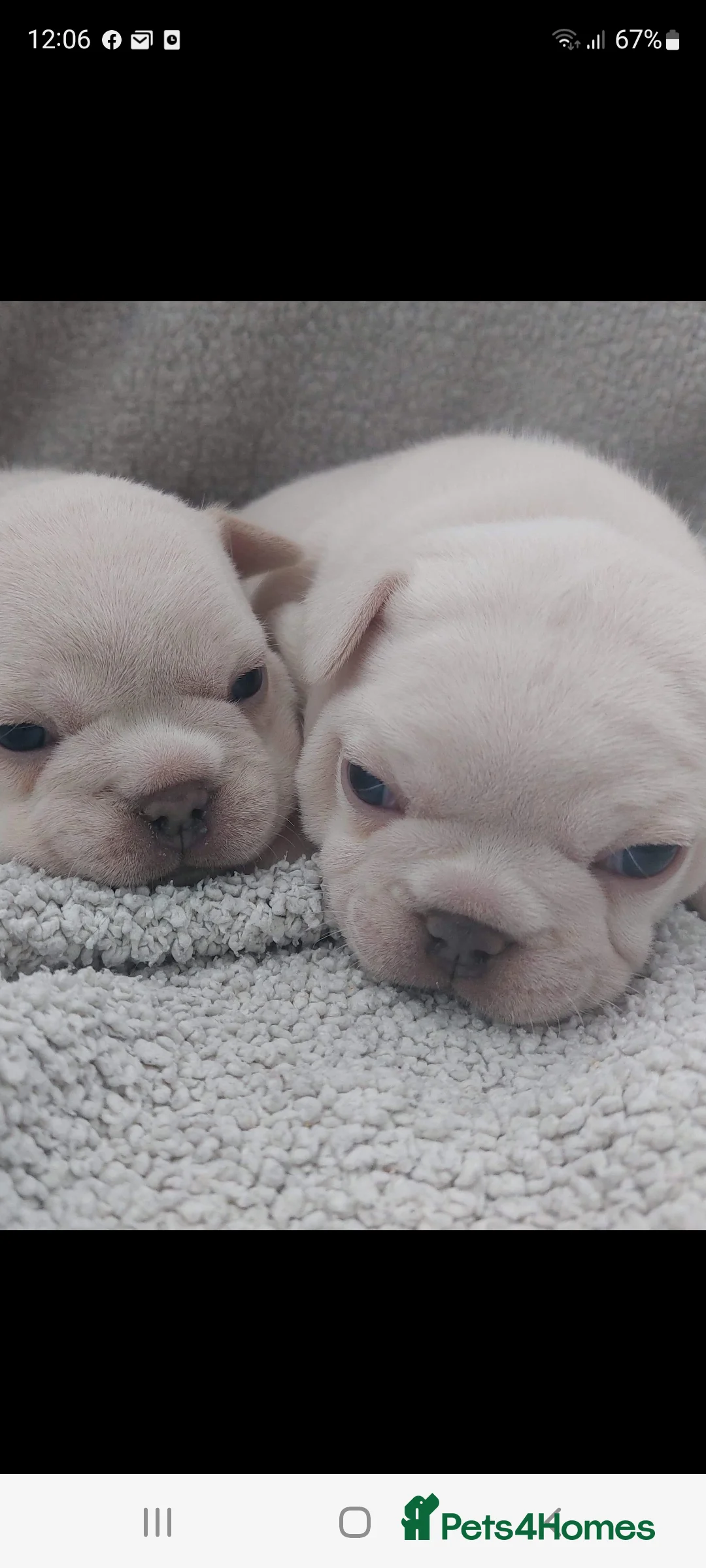 French Bulldog dogs for stud: Top Quality Stud RAMSGATE 🎯🎯 KC registered💣💣  in Ramsgate - Advert 23