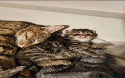 Bengal cats for sale: Elven Bengals - Image 28