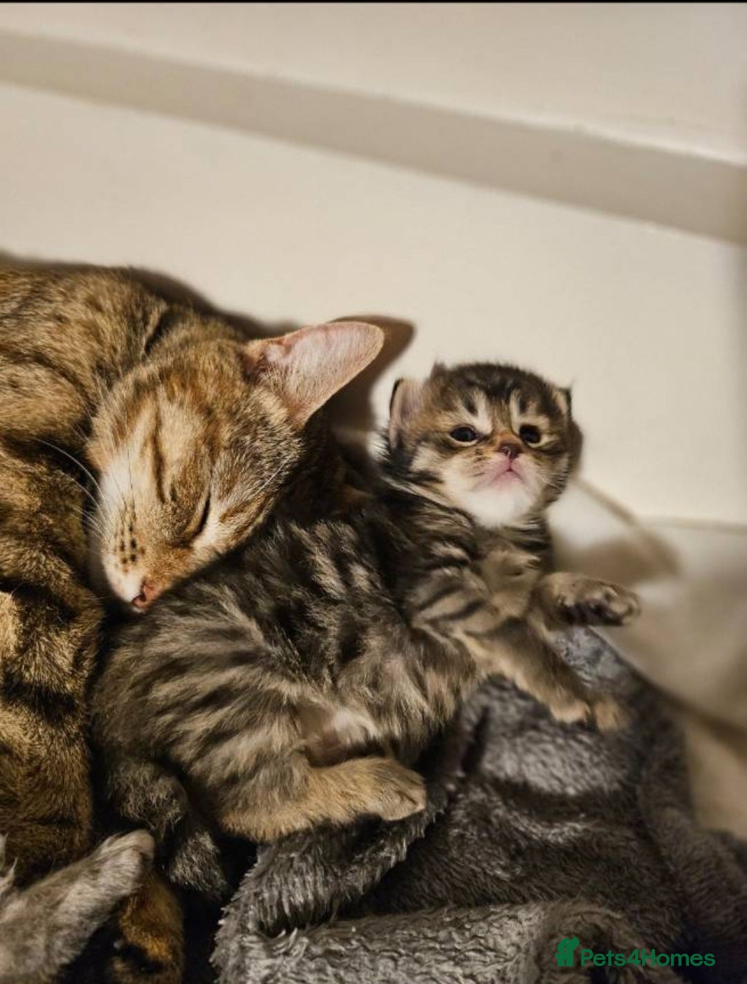 Bengal cats for sale: Elven Bengals - Image 28
