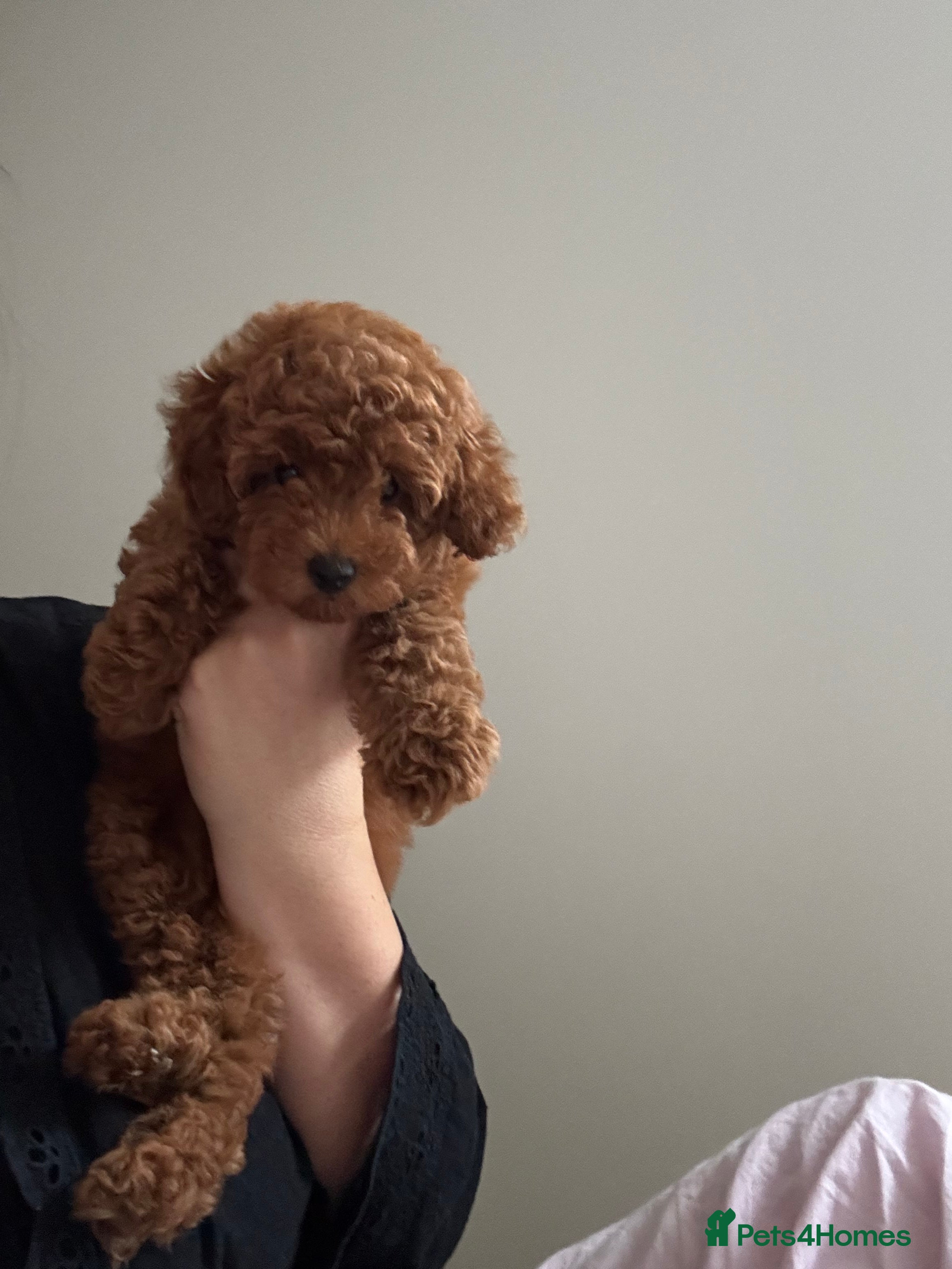 Toy Poodle dogs  Red Toy Poodle girl | KC Registered ⭐️ - Advert 2