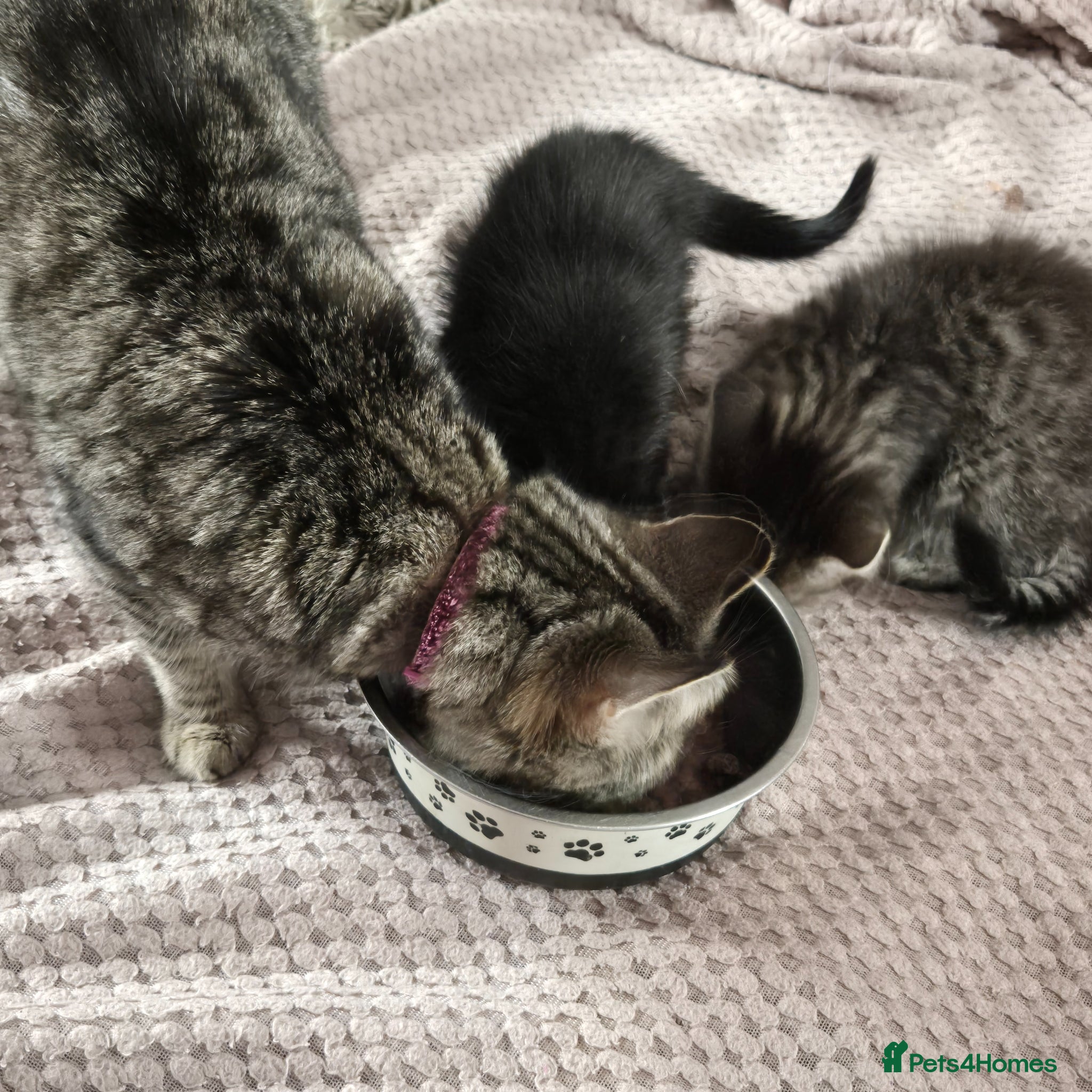 Mixed Breed cats 2 cute kittens looking for homes - Advert 2