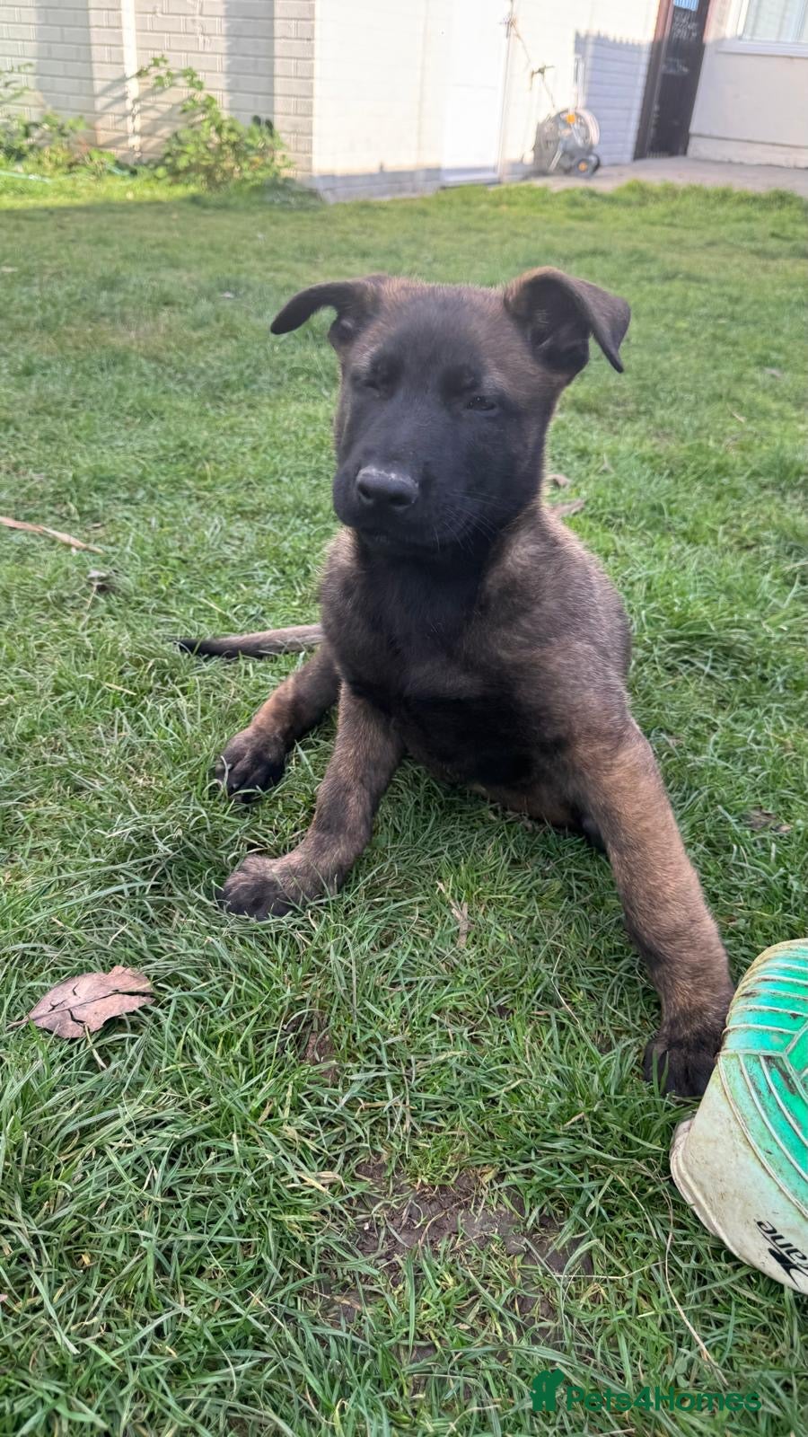 Belgian Shepherd Dog dogs  Belgian Malinois KC Bloodline Puppies - Advert 2