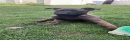 Belgian Shepherd Dog dogs for sale:  Belgian Malinois KC Bloodline Puppies - Advert 2