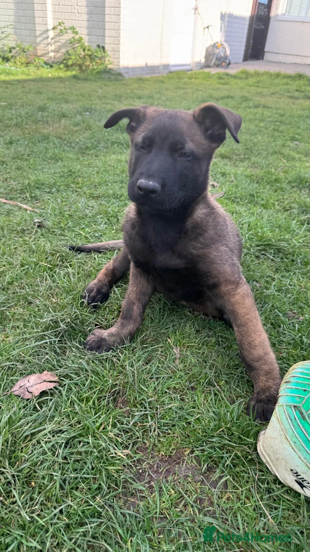 Belgian Shepherd Dog dogs for sale:  Belgian Malinois KC Bloodline Puppies - Advert 2