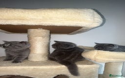British Shorthair cats for sale: Beautiful BSH Kittens - Ready to leave ASAP - Image 7