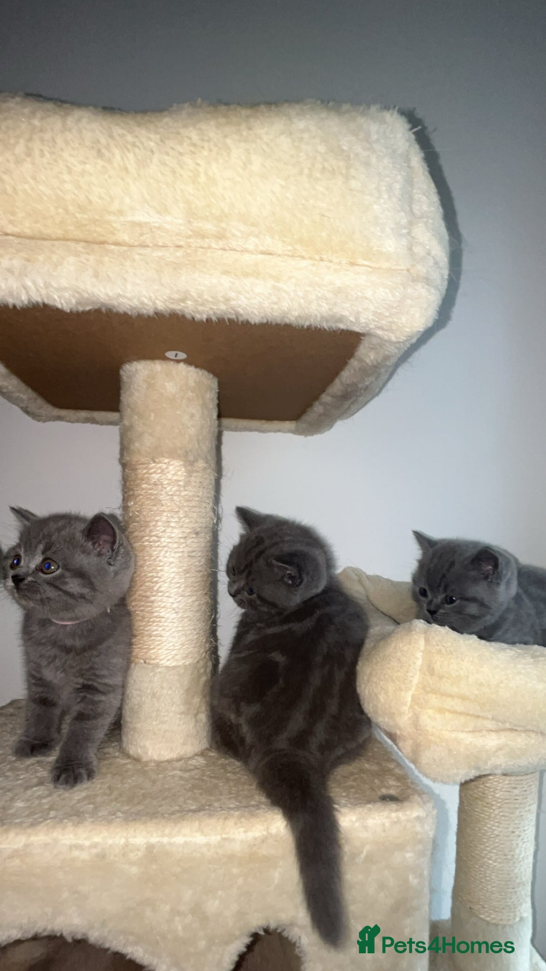British Shorthair cats for sale: Beautiful BSH Kittens - Ready to leave ASAP - Image 7