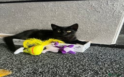 Mixed Breed cats for sale: 1 female kitten looking for home - Image 2