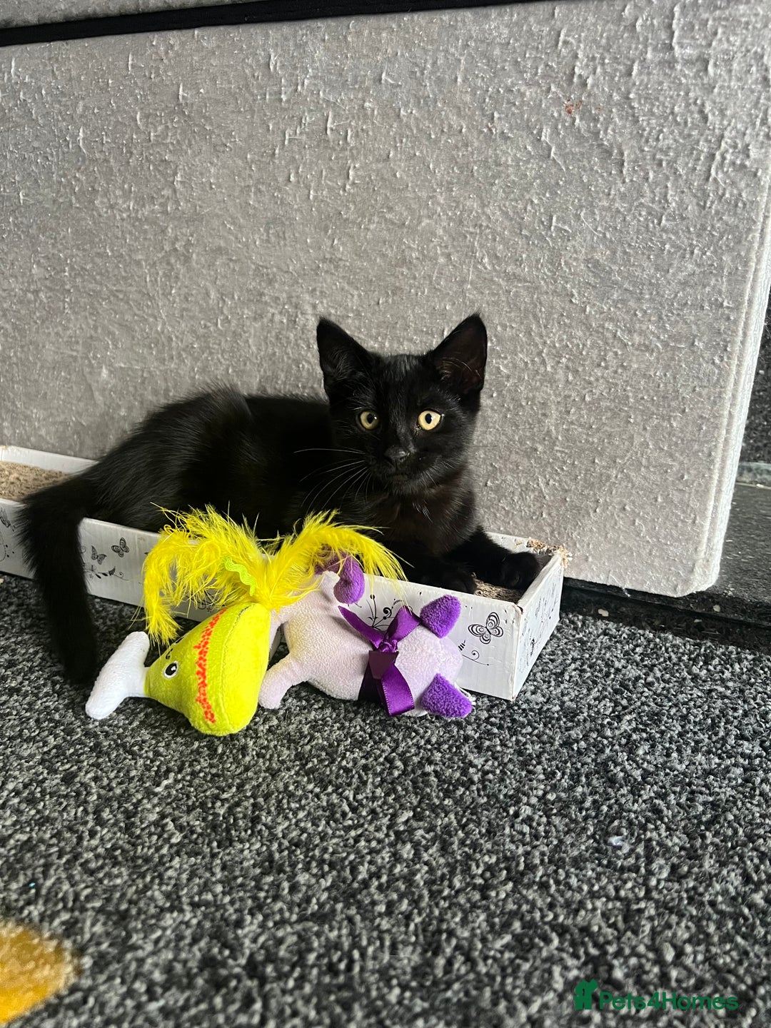 Mixed Breed cats for sale: 1 female kitten looking for home - Image 2